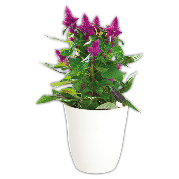 Celosia Deep Purple