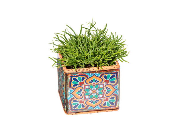 Green Plants in Ceramic