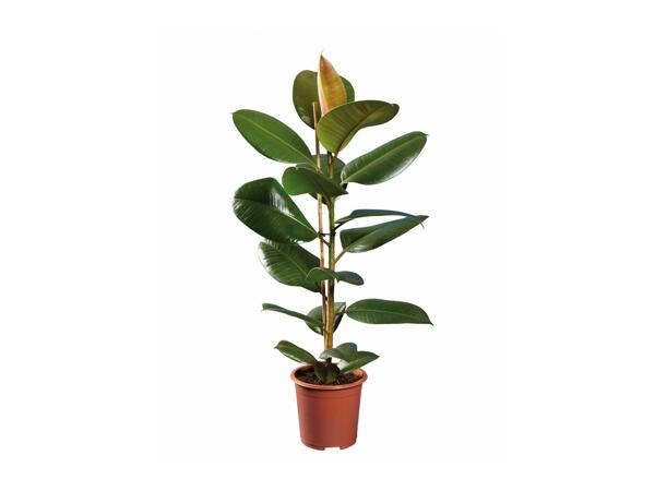 Green Houseplants