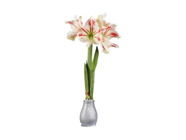 Amaryllis med voks