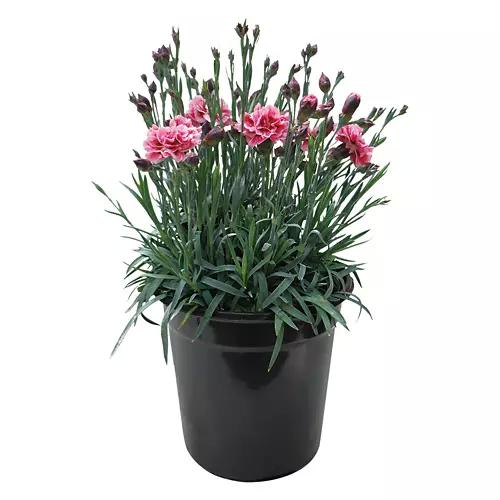 Potted Spring Perennial Assortment