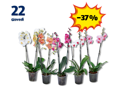Phalaenopsis con 2 rami