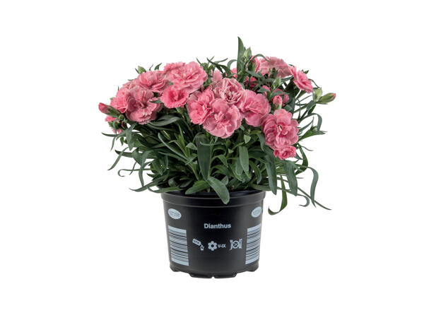 Dianthus Adorables