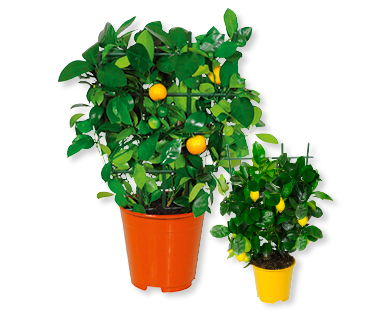 Plantes méditerranéennes