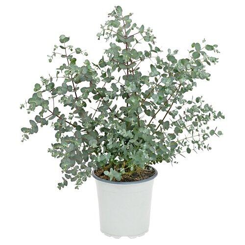 GARDENLINE Eukalyptus T14
