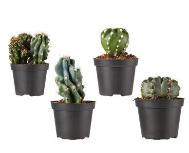 Assorted Cactus