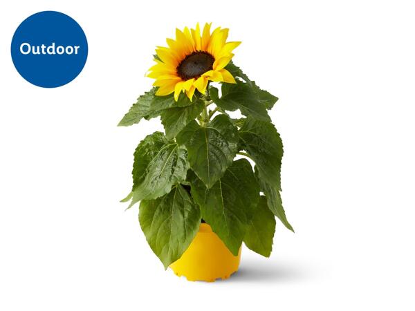 British Sunflower