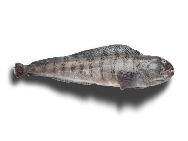 Poisson-loup