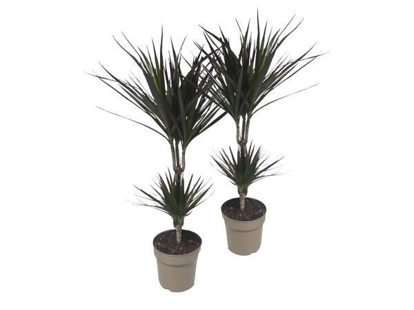 Dracaena mix