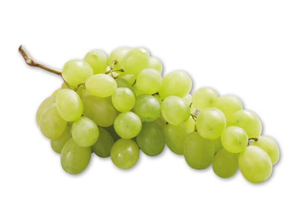 Grønne kernefri vindruer