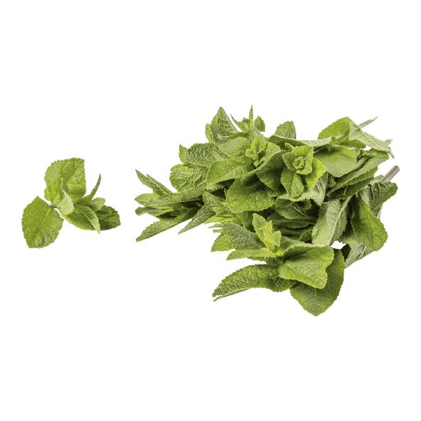 Munt XXL
