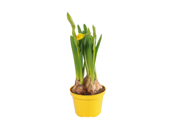 Narcisser