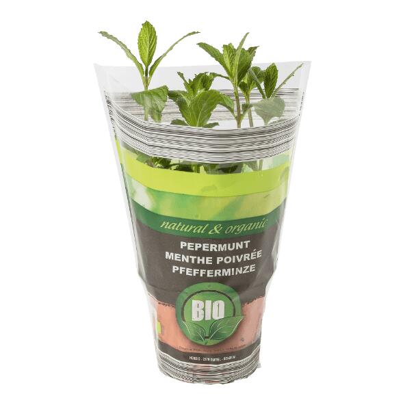 Plante aromatique bio