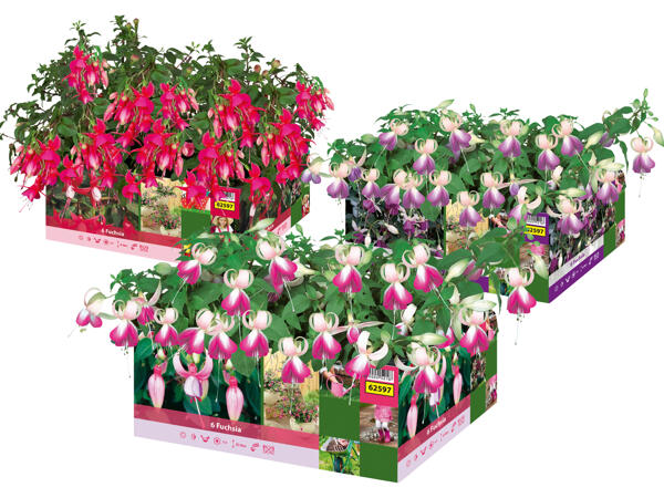 Fuchsien