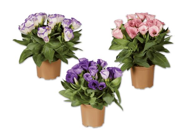 Eustoma