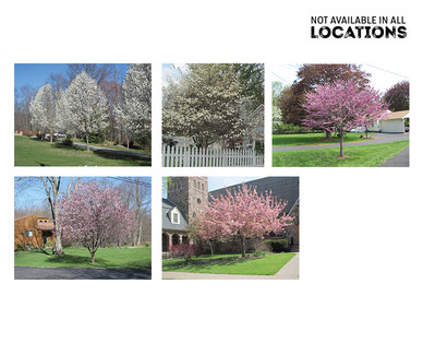 Gardenline Shade or Ornamental Tree