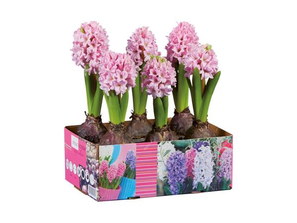Blomstrende løgplanter i bakke