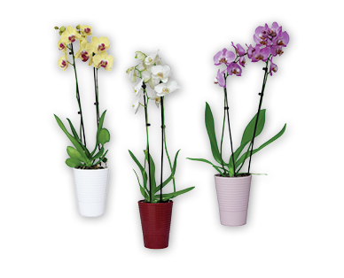 Orchidée