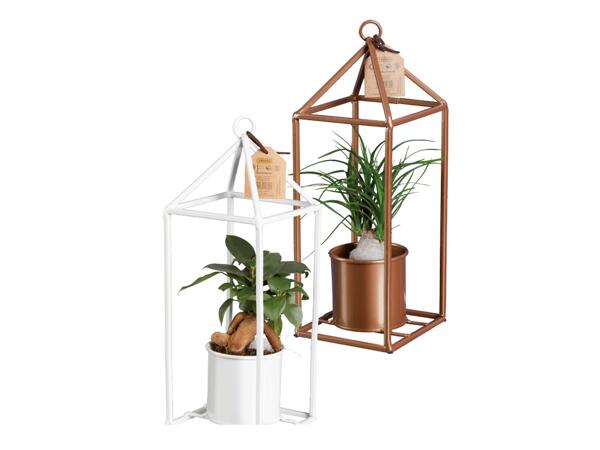 Plant Lantern