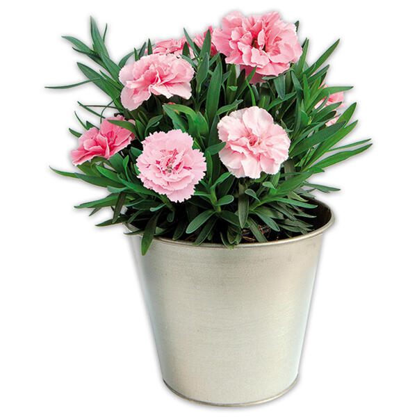 Verbene / Calibrachoa / Kaisernelke
