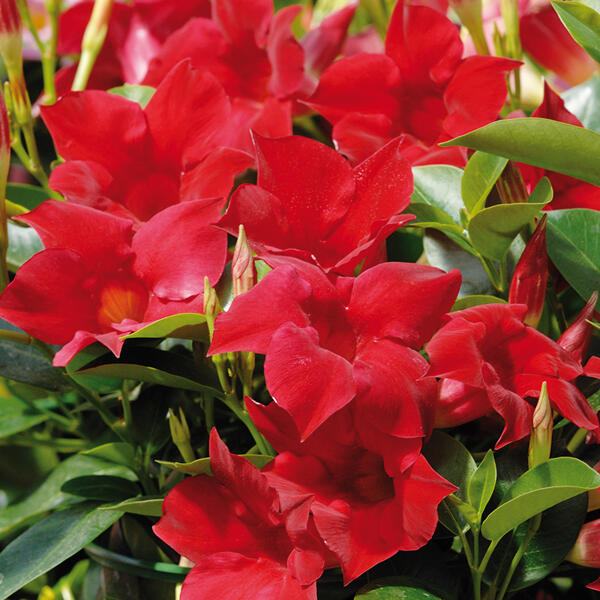 Dipladenia