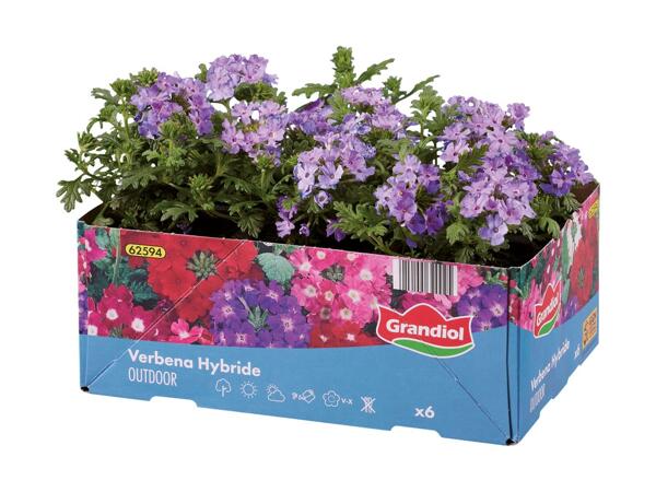 Bedplanter