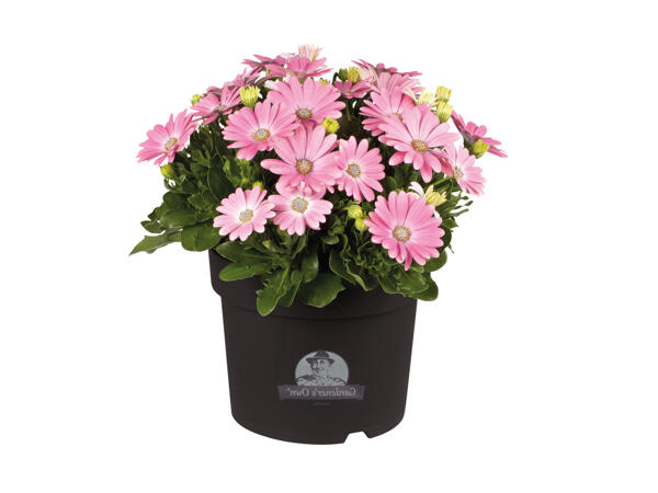 Stor spansk marguerit