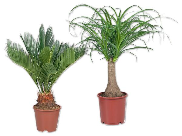 Exklusive Palme