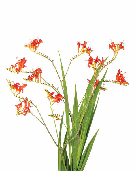 Bee Happy Plants 2 Litre