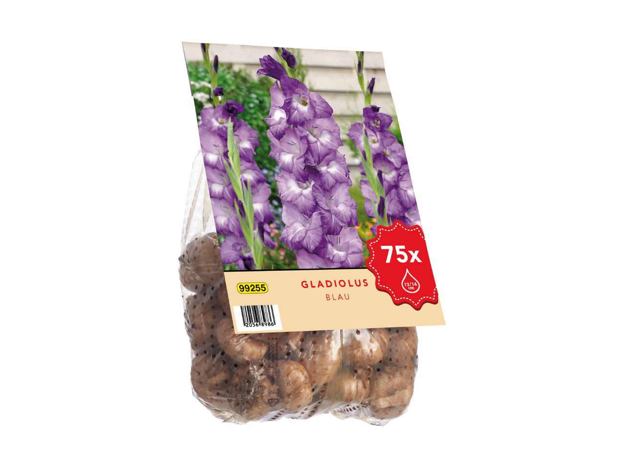 Gladiolus blomsterløg