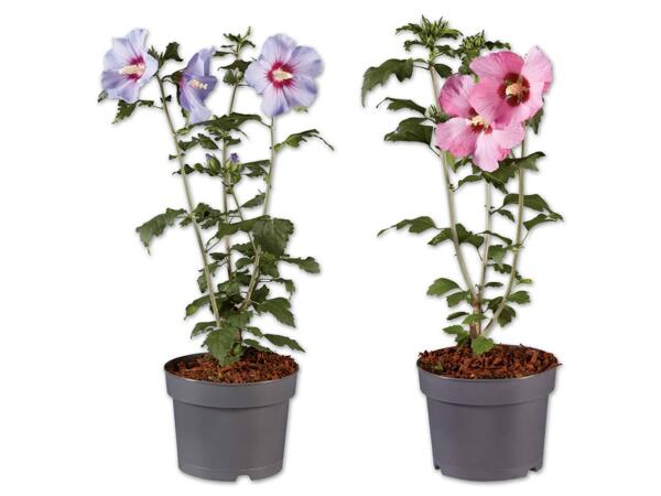 Gartenhibiskus