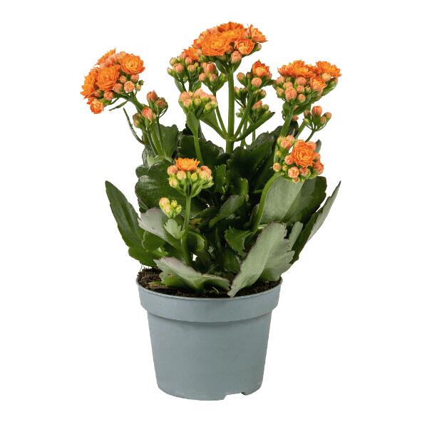 GARDENLINE(R) Kalanchoé