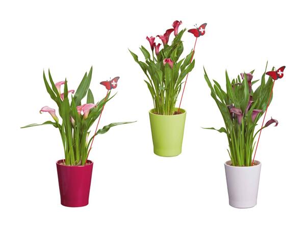 Calla dans un pot en céramique