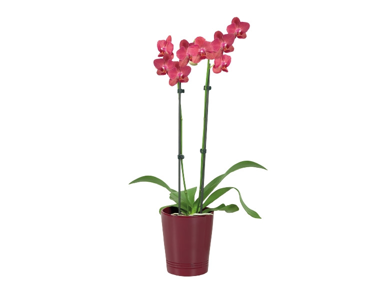 Twin Stem Orchid in Ceramic Pot
