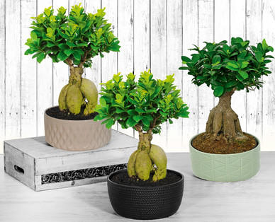 Bonsai