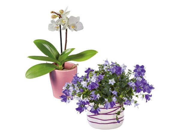 Flowering Plants