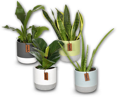 Plante verte
