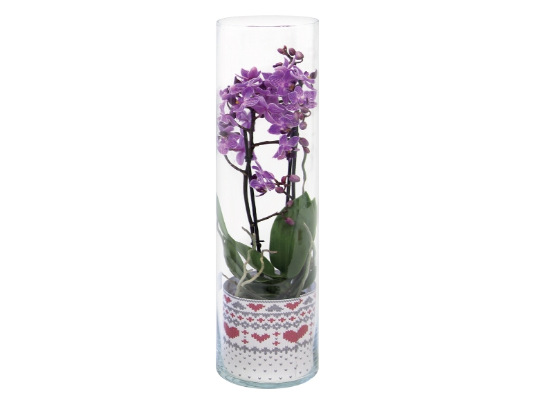 Twin Stem Orchid in Glass Vase