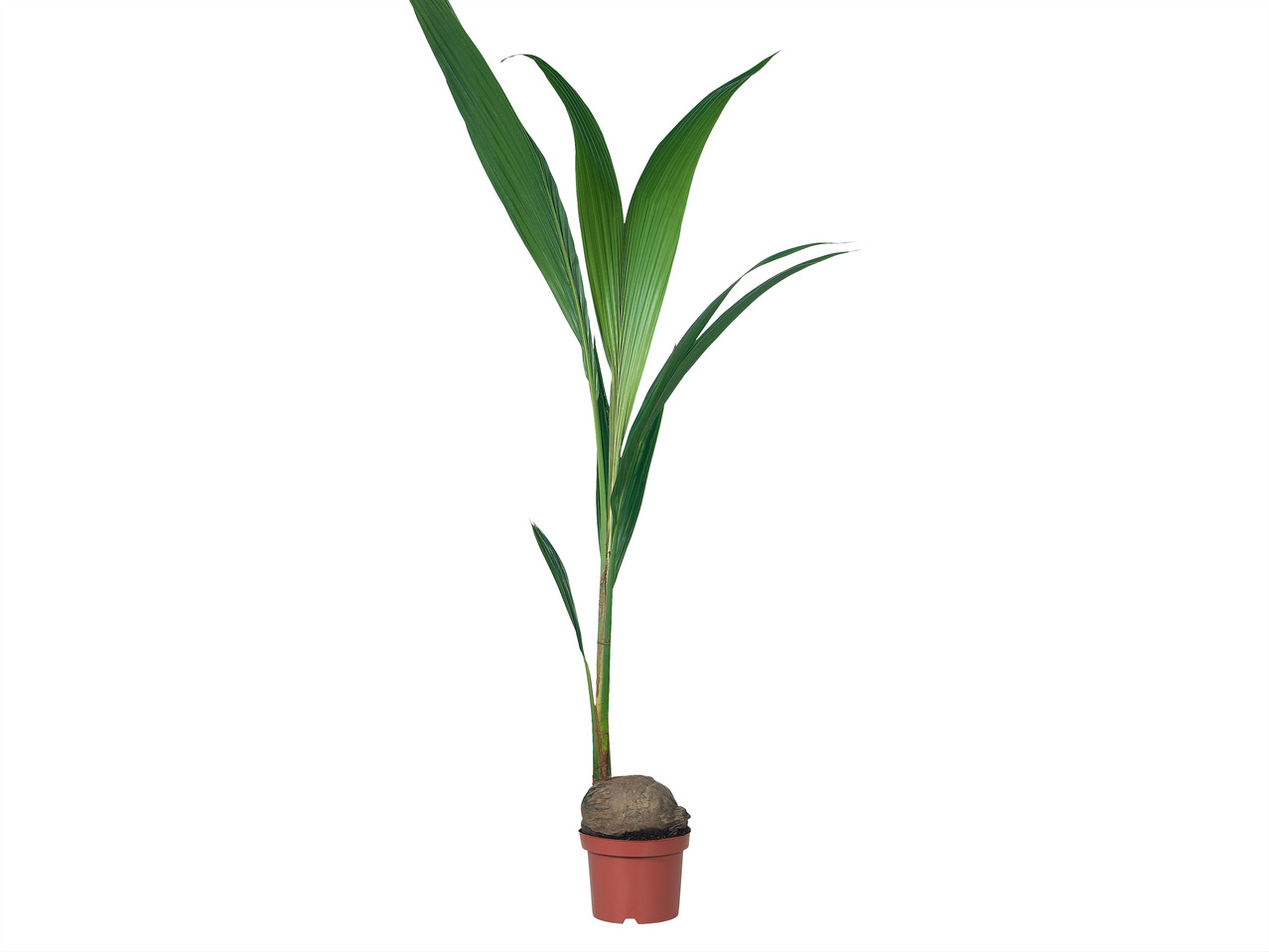Kokospalme
