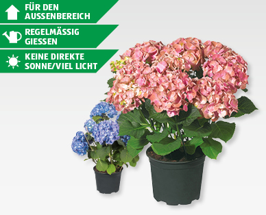 GARDENLINE(R) Gartenhortensie