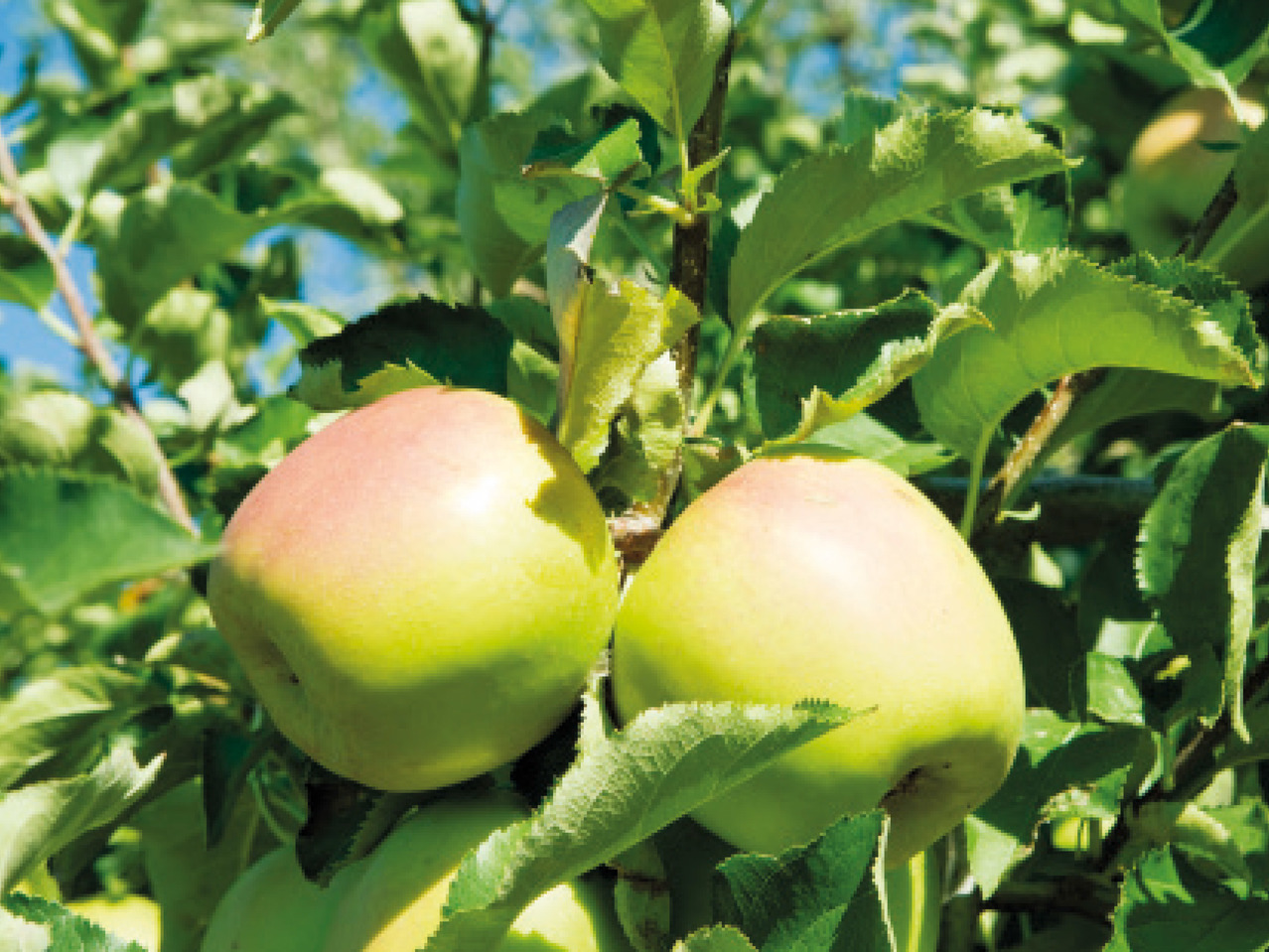 Dwarf Fruit Trees1