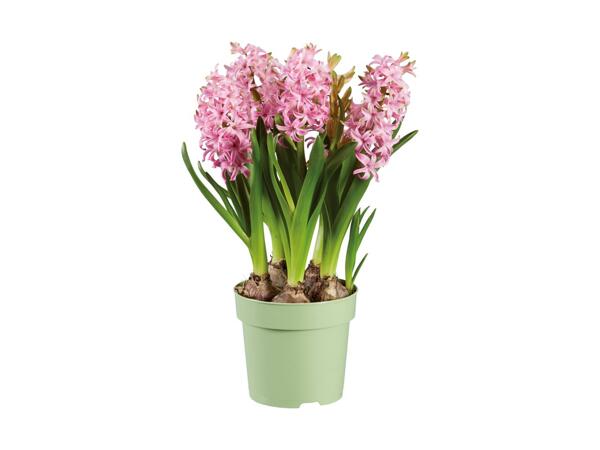 Blomstrende løgplanter