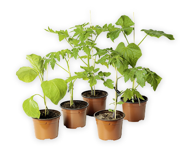 Piante di verdura bio