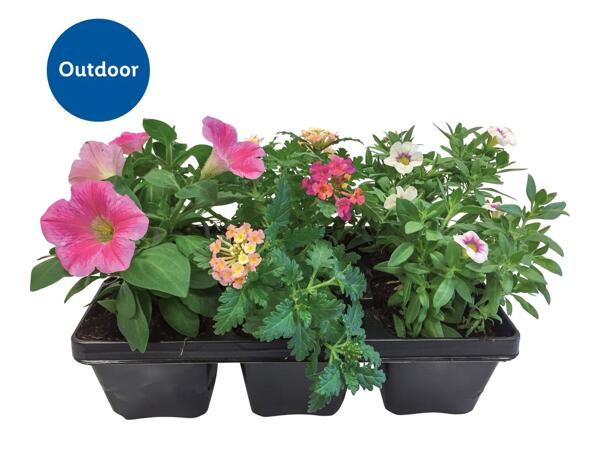 Bedding Plants