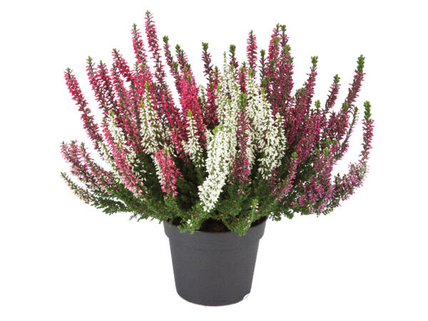 Tricolour Heather