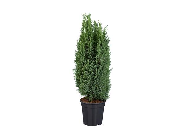 Cypres Ellwoodii