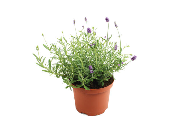 Lavendel