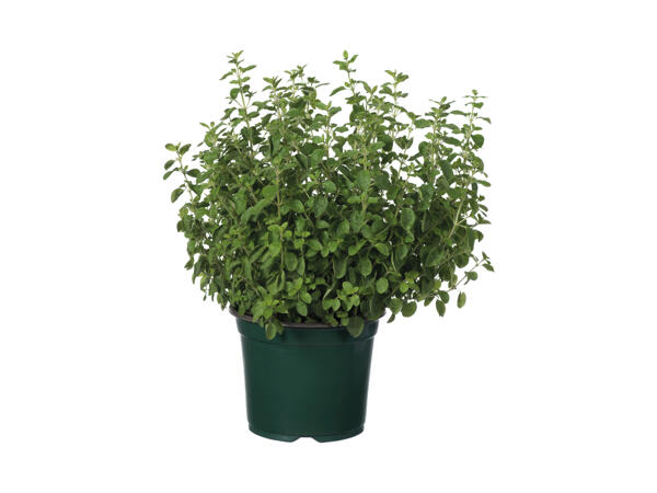 Aromatic Herbs