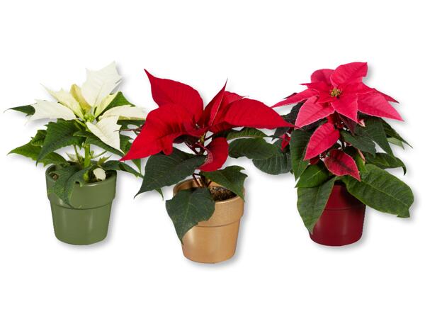 Mini Poinsettia