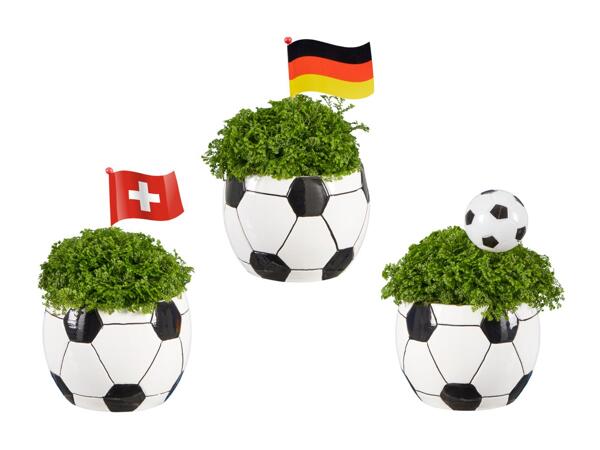 Sélaginelle dans un pot en céramique "Football"